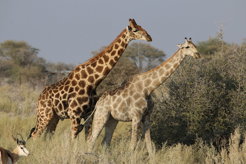 The dark giraffe, the new dark horse - UQ News - The University of